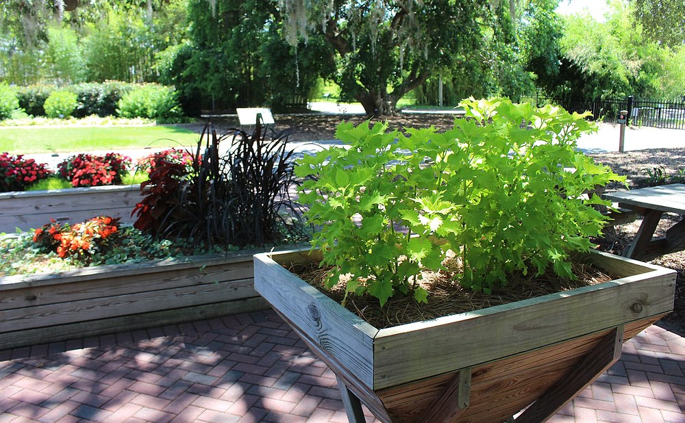 Waist-High Elevated Planters That Save Your Back