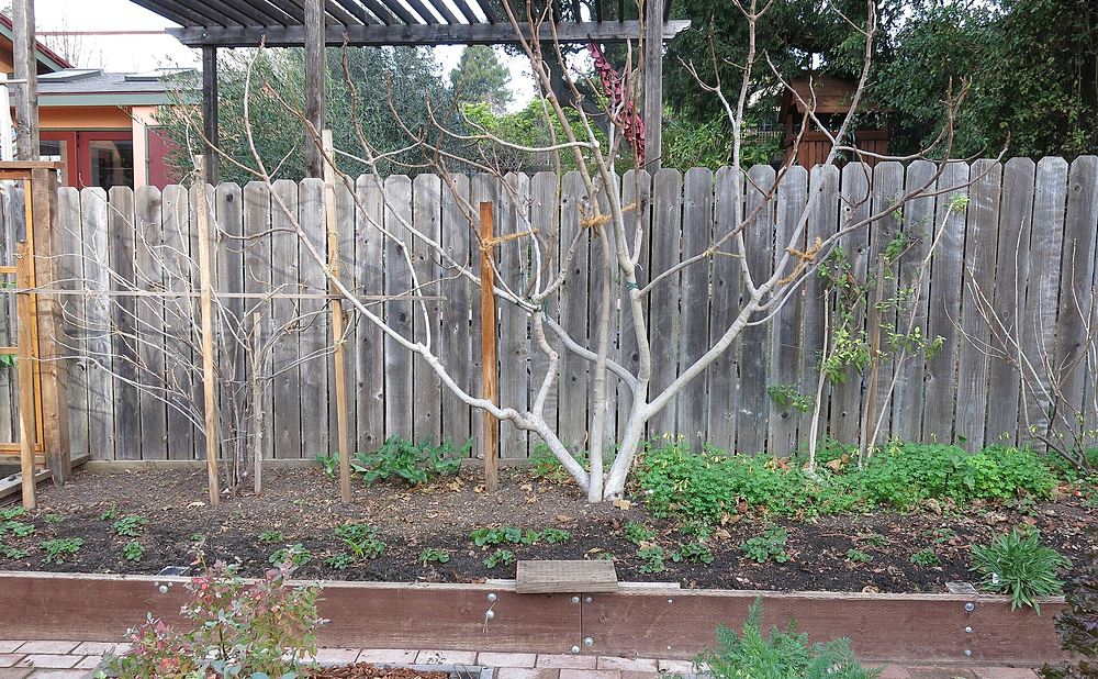 Narrow Fence-Line Beds for Small Yards