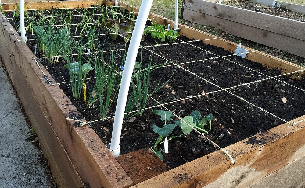 Square-Foot Grid Beds for Companion Planting