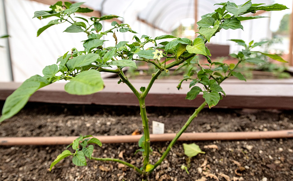 Drip-Irrigated Beds That Water Themselves on a Timer