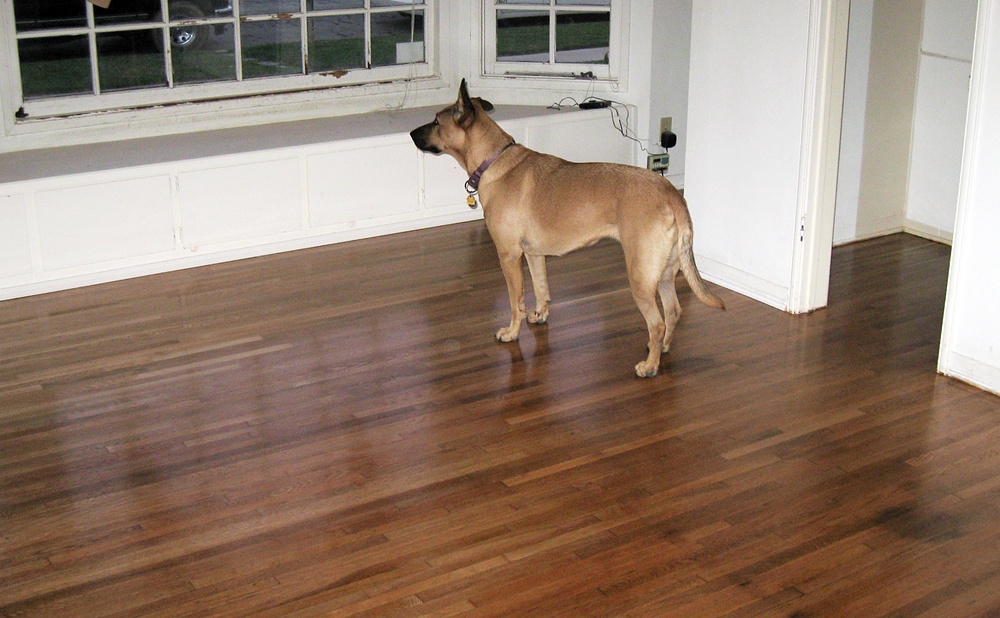 Pets, Kids, and Allergies: Safer Finish Choices