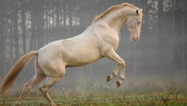 Akhal-Teke - rare horse breed